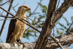 Yellow-headed caracara