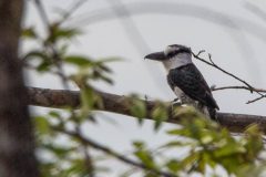 White-necked puffbird