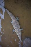 American crocodile