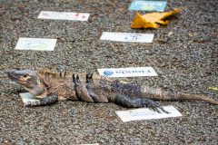 Green Iguana