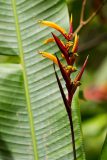 Heliconia hirsuta