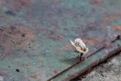 Leaf-cutter Ant