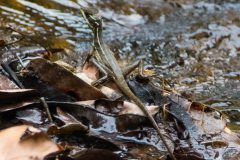 Common basilisk