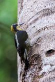 Golden-naped woodpecker