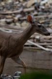 White-Tailed Deer