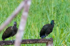 Green ibis
