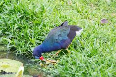 Purple Gallinule