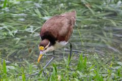 Northern jacana