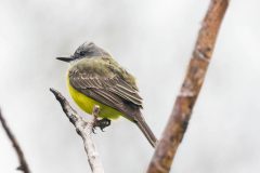 Tropical kingbird