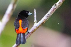Scarlet-rumped tanager