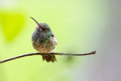 Rufous-tailed hummingbird