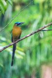Amazonian motmot
