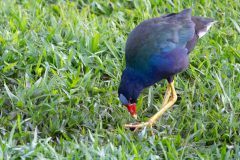 Purple Gallinule
