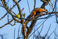 Variegated squirrel