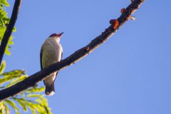 Masked tityra
