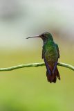 Rufous-tailed hummingbird