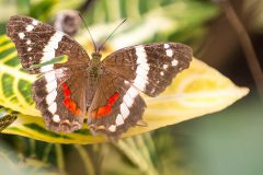 Banded peacock