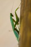 Leaf Mantis