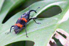 Weevil