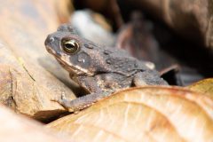 Cane Toad