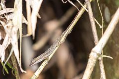 Brown Anole