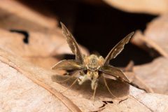 Umber Skipper