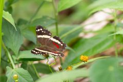 Banded peacock
