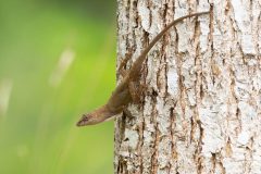 Brown Anole