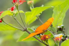 Julia butterfly