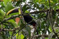 Yellow-throated toucan
