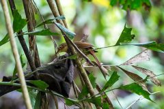 Buff-throated foliage-gleaner