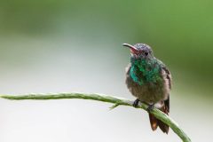 Rufous-tailed hummingbird