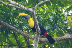 Yellow-throated toucan