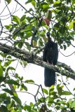Crested guan