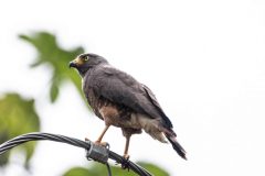 Roadside hawk