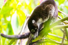 White-nosed coati