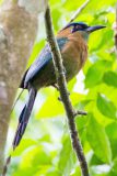 Lesson's motmot