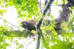 3-toed Sloth