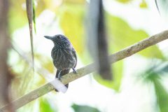 Black-hooded antshrike