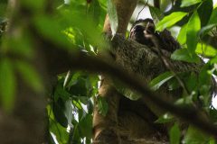 3-toed Sloth