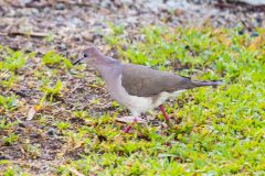 Grey-headed dove