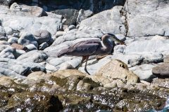 Great blue heron