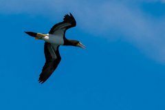 Brown booby