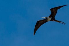 Frigatebird