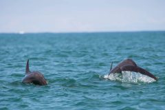 Common bottlenose dolphin