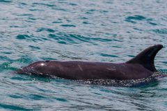 Common bottlenose dolphin