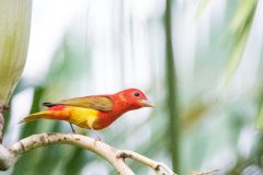 Summer tanager
