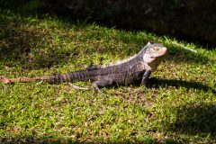 Green iguana