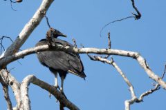Black vulture