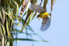 Thick-billed Euphonia
